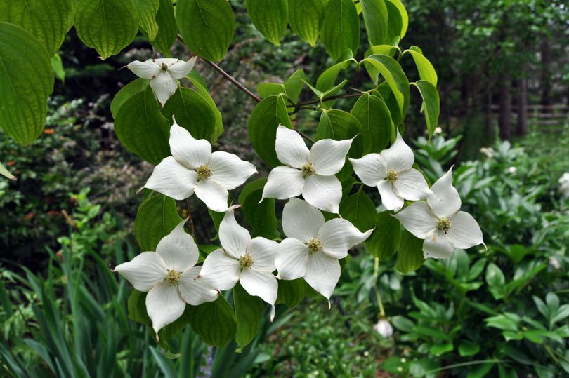 Kousa dogwoods have all the same characteristics of the popular eastern or Florida dogwoods but are much more resistant to the fungal disease anthracnose. (PAT MUNTS)