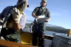 An Idaho Fish and Game biologist holds a mackinaw in 2003. Kokanee survival rates in Lake Pend Oreille improved as mackinaw were harvested  last year. (File / The Spokesman-Review)