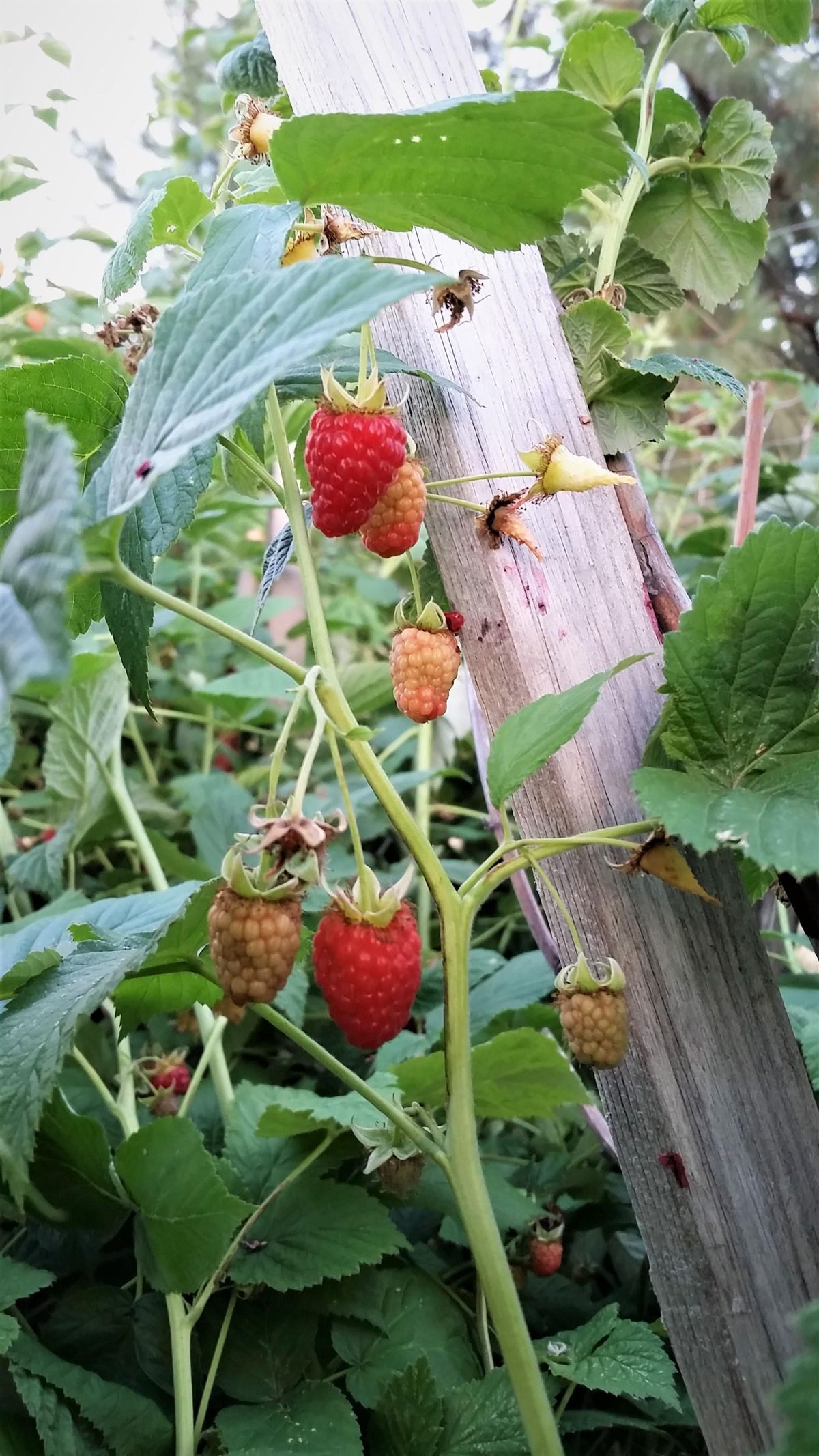 Some picked, some waiting. (Matt Liere / Courtesy)
