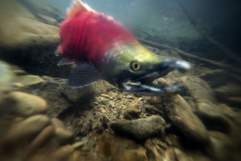 A male Kokanee salmon swims up Hayden Creek a little over a mile North on Hayden Creek Road. Kokanee were first introduced to Hayden Lake in 2011. (Gabe Green/press)