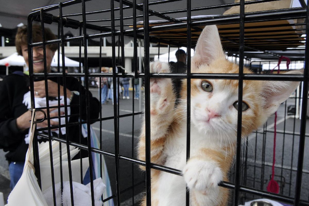 :Cat foster mother Debbie Walker brought 9-week-old kittens to the adoption event.  (Dan Pelle / The Spokesman-Review)