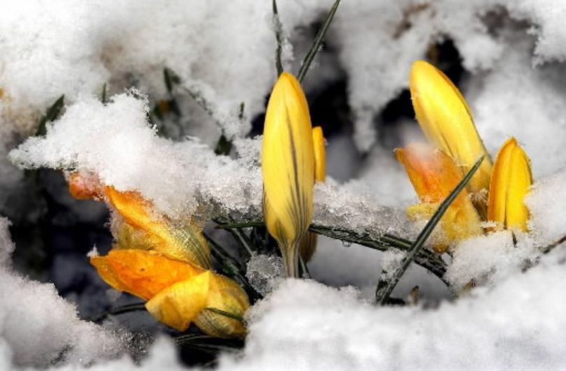 New crocus flowers don't let a little snow keep them from making their first-day-of-spring debut in a planter box outside the Lincoln Building in downtown Spokane Wednesday. (Colin Mulvany/SR file photo)