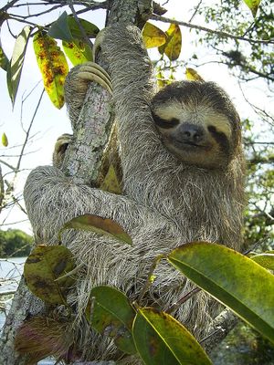 Three-toed sloth from Panama. (Wikipedia photo)