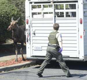 An injured moose comes out of a hedged front yard and past a Washington Fish and Wildlife officer on W. York Ave. near Cannon St. after being shot with a tranquilizer dart Tuesday, June 28, 2016, in Spokane. (Jesse Tinsley / The Spokesman-Review)