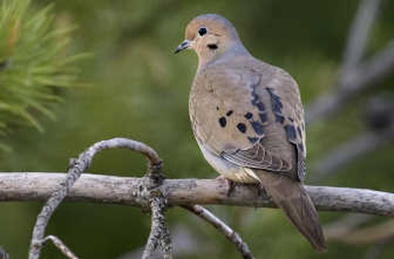 A close look at a mourning dove reveals a blue orbital ring and buff colored underbelly. 
 (Tom Davenport / The Spokesman-Review)