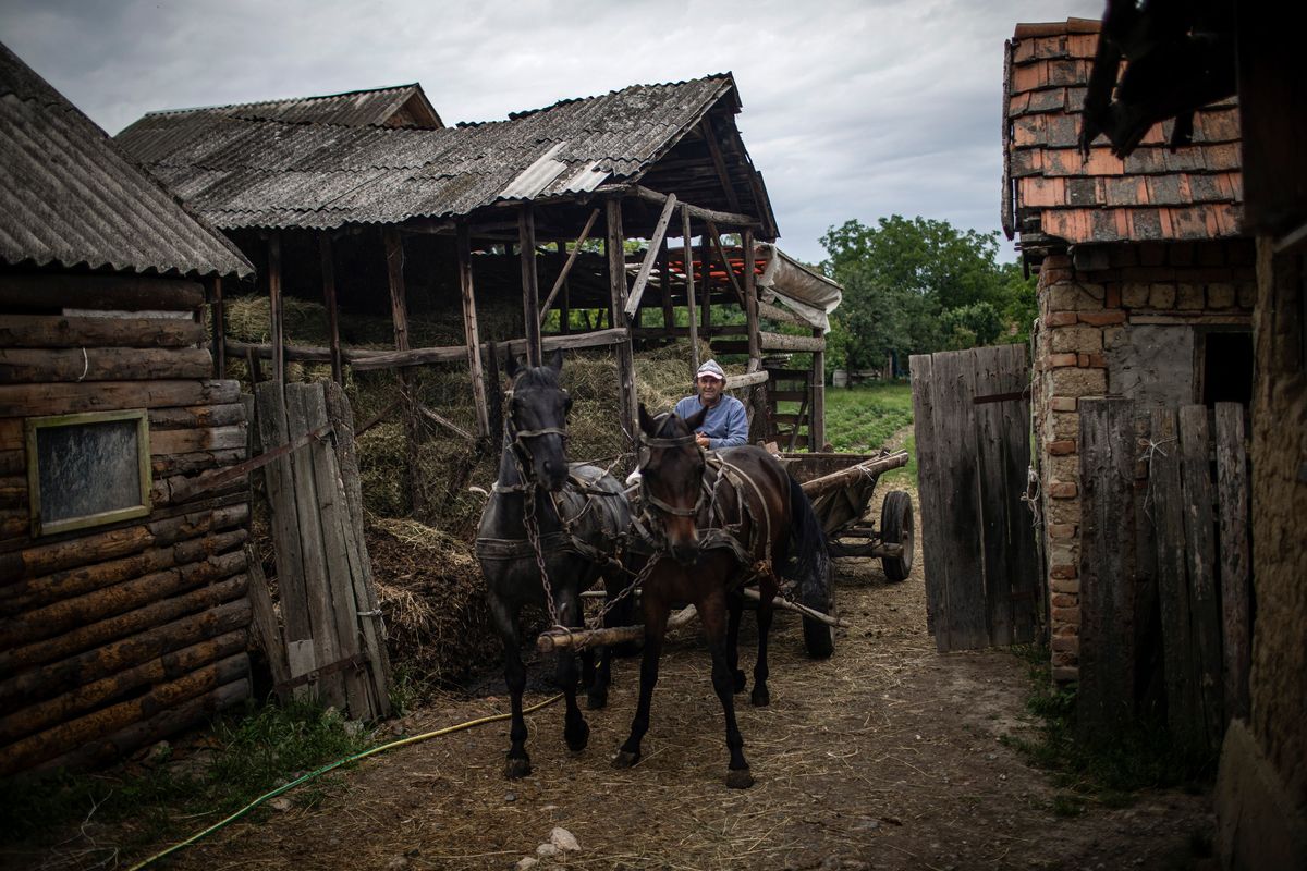 Andrey Yanchi, a Hungarian man, drives his horses in the Transcarpathia region of Ukraine, on June 4, 2022. Divided loyalties within the tiny community of Ukraine