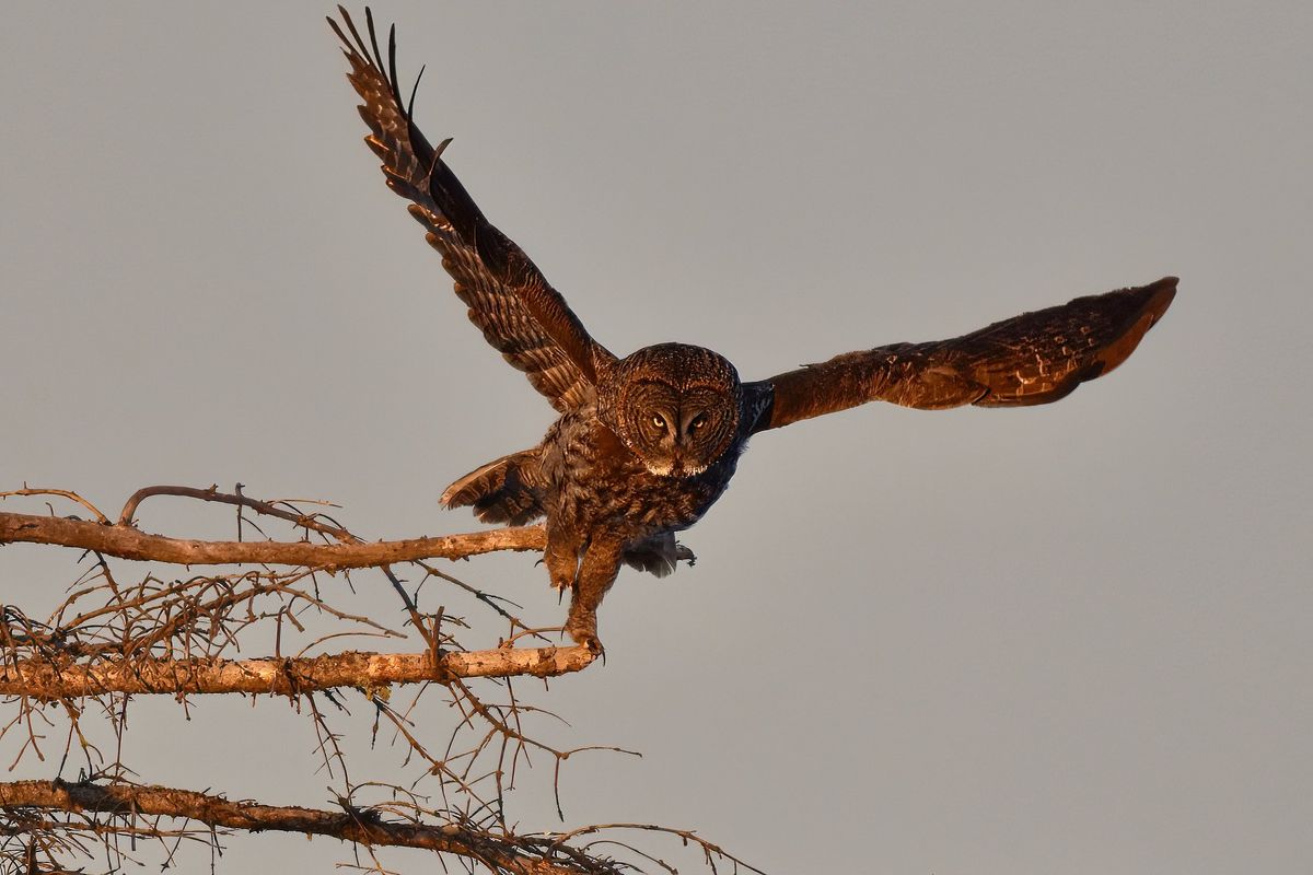 A great gray owl launches off a tree at Sax-Zim Bog in Minnesota.  (Courtesy of Angela Marie)