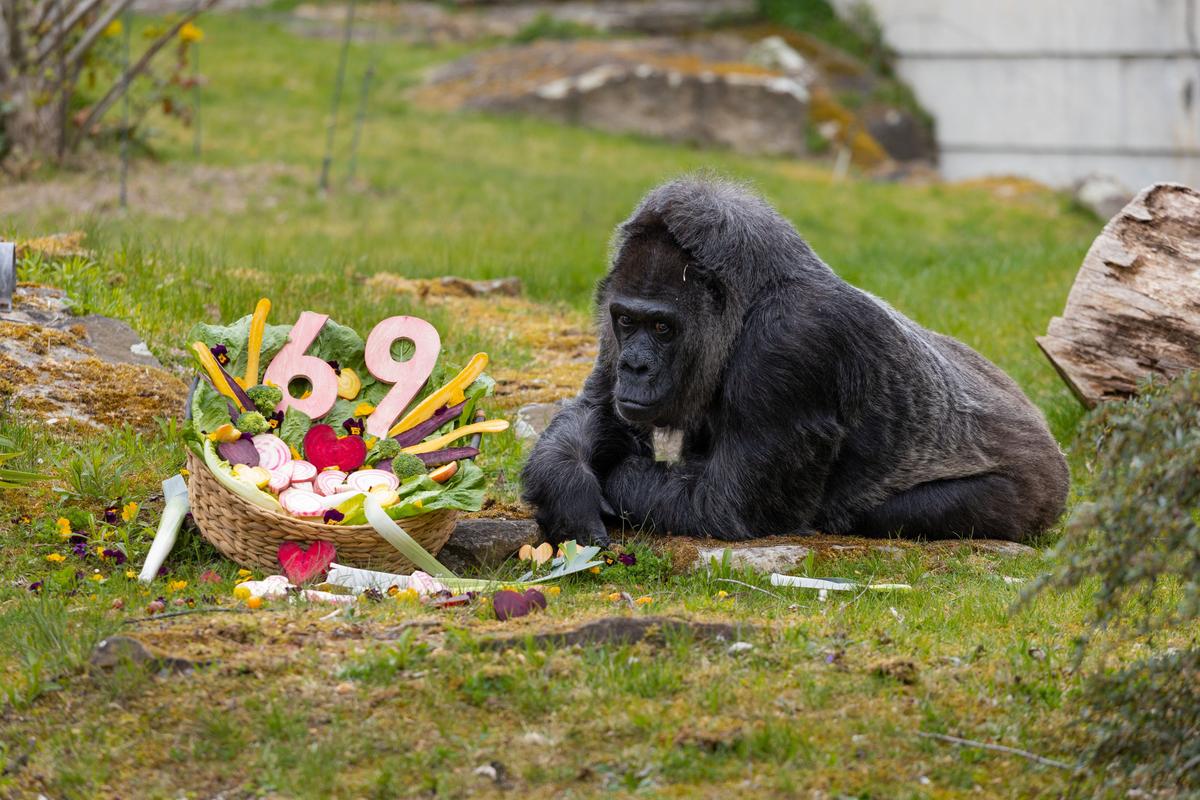 Fatou the gorilla celebrates her 69th birthday Monday at the Berlin Zoo with a basket full of food. In a statement, the zoo said that Fatou “captivates our guests with her dignified manner.” (Zoo Berlin)