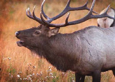 
Bugling bull elk, a rare hunting opportunity in the relatively small Wenaha-Tucannon Wilderness of Washington, are fair game for hunters in the sprawling Bob Marshall Wilderness of Montana.
 (File/Associated Press / The Spokesman-Review)