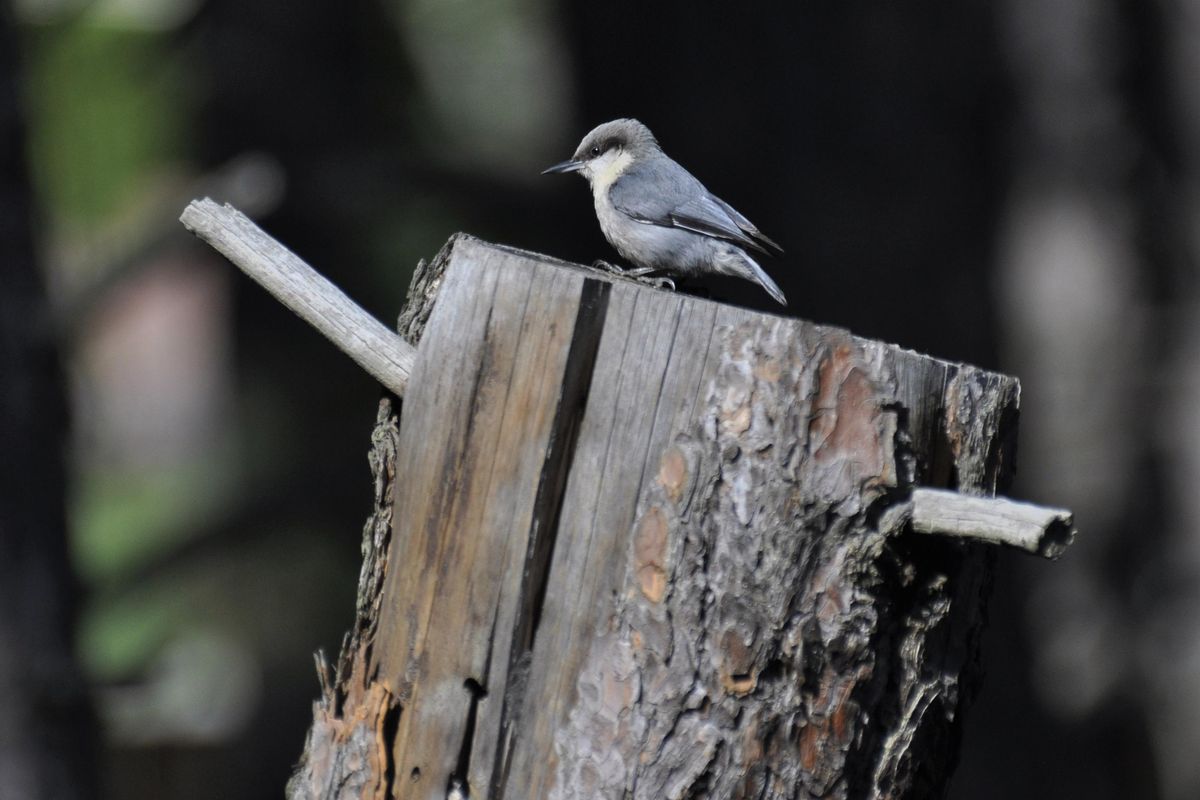 A pygmy nuthatch perches on a snag chosen for its nest. (Rich Landers / The Spokesman-Review)