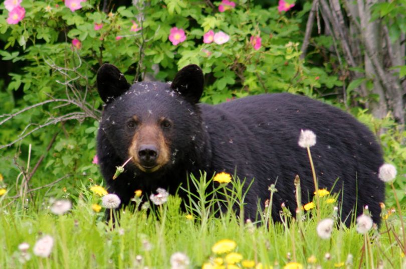 A black bear grazes along the Alaskan Highway in British Columbia. The sow was so intent on eating the dandelions, it took her while to notice a group of tourists had gathered with cameras. 