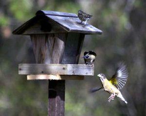 
Birdfeeders are fun to build and provide hours of entertainment after they are completed.
 (File/ / The Spokesman-Review)
