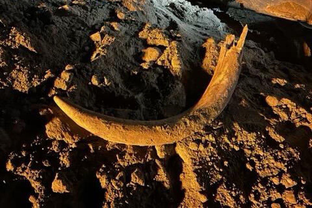 A mammoth tusk discovered by miners in May at Freedom Mine in Beulah, N.D.    (North Dakota Department of Mineral Resources/Handout)