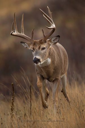 A whitetail buck runs in mid-November, the peak of the rut for white-tailed deer in northeastern Washington. (Jaime Johnson)