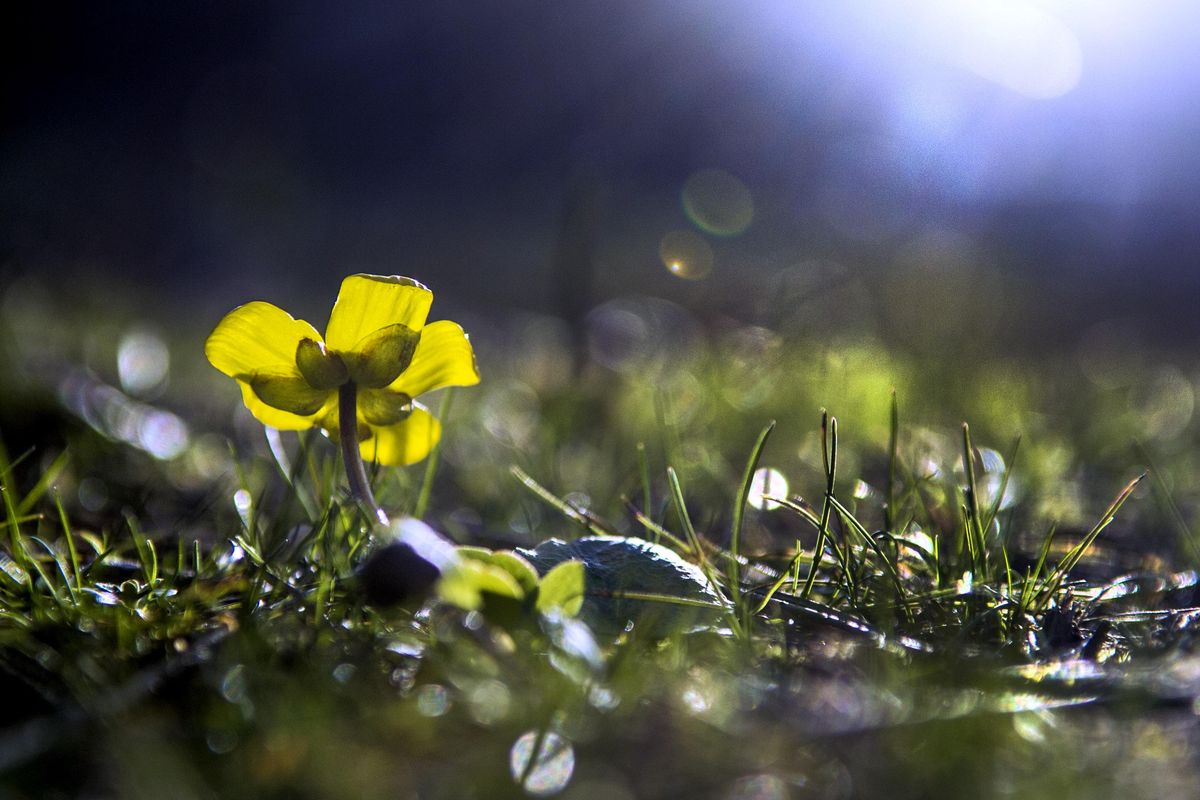 This buttercup shines in the late afternoon sun at Falls Park in Post Falls on Thursday, March 16, 2017. The buttercup is one of the first signs of spring. (Kathy Plonka / The Spokesman-Review)