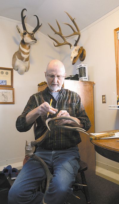 Sam Wilkins of Clarkston uses a piece of tape to mark the bottom of point on a mule deer rack. (Barry Kough / Lewiston Tribune)