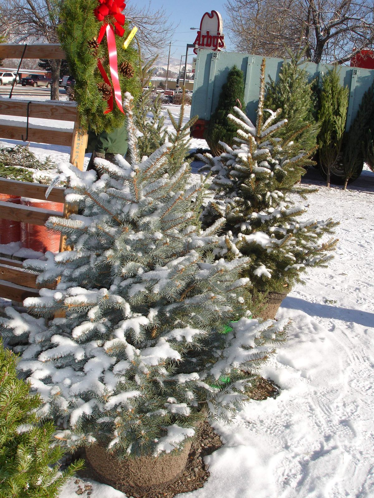 Some tree dealers or nurseries sell live potted trees, which is a nice alternative to either cutting one down and disposing of it or buying a plastic tree. (Jean Arthur / Down to EarthNW Correspondent)