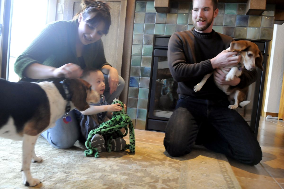 Ray Behrens, his wife, Kaci, and son, Danyole, 2, meet Bullet, left, and Trigger, right, the two beagles given up by Behrens six years ago when he went into the military.  (Jesse Tinsley)