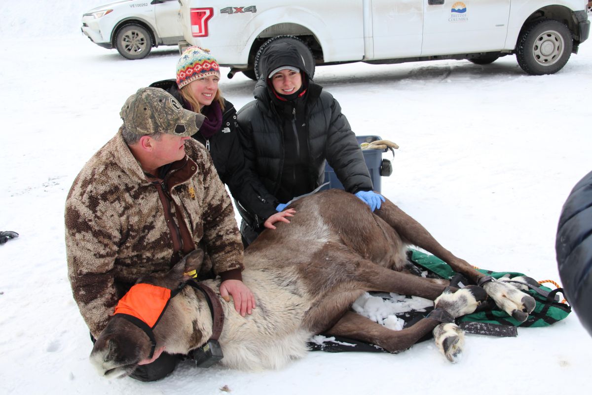 Canadian wildlife officials pose with a sedated caribou. Canadian officials moved the sole surviving cow from the South Selkirk caribou herd, along with two caribou from the South Purcell herd, farther north to a 20-acre maternal pen near Revelstoke, B.C. (British Columbia Ministry of Forestry)