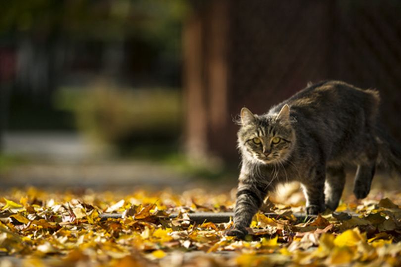 A stray cat walks through fallen leaves on Roosevelt Avenue Tuesday afternoon. In observation of National Feral Cat Day, October 16, Timberlake Litter Control in Spirit Lake will be holding a 2-day, $25 spay/neuter event. (Gabe Press)