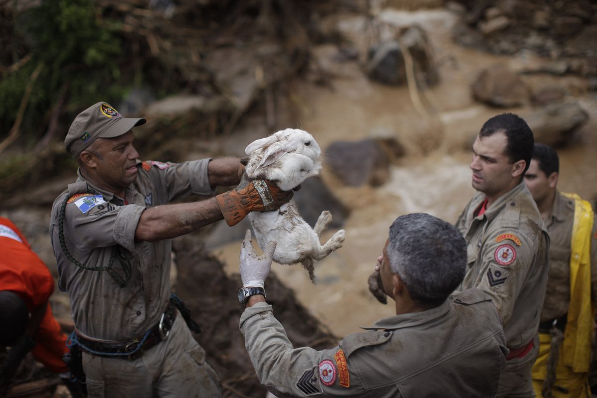 Rescue workers remove a live rabbit as they search for survivors inside a home destroyed by a landslide in Teresopolis,  Brazil, on Thursday. Hundreds have died,  and 50 or more were still missing, according to officials.  (Associated Press)
