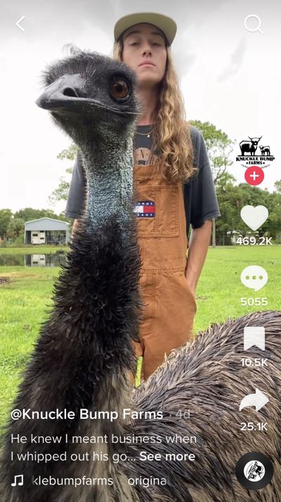 Emmanuel Todd Lopez, an emu who lives on Knuckle Bump Farms in Florida, had built a huge following in TikTok with his interruptions and interactions with Taylor Beck.  
