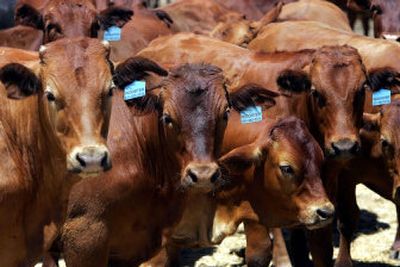 
Steer calves huddle at a California ranch.  
 (Associated Press / The Spokesman-Review)