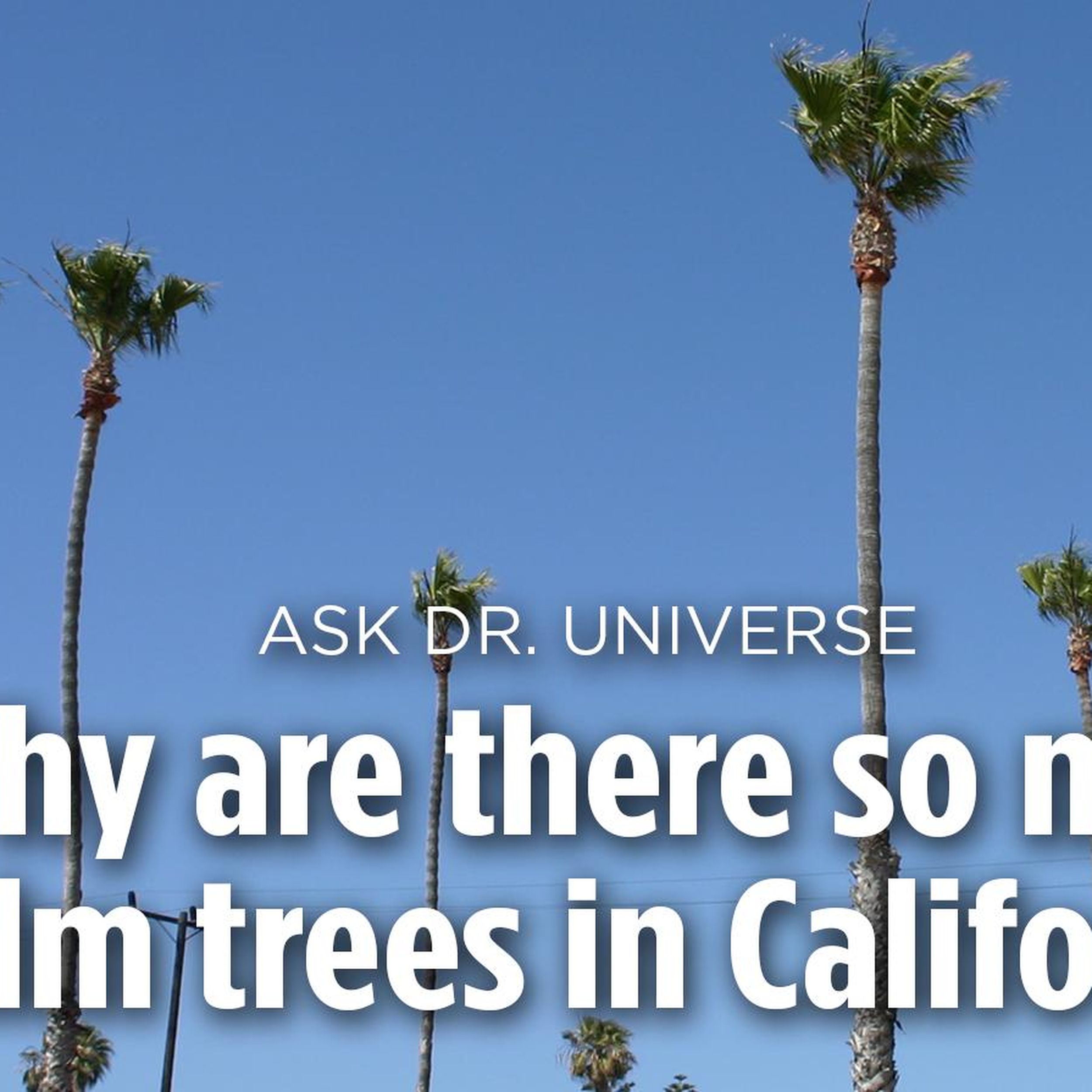 southern-california-trees