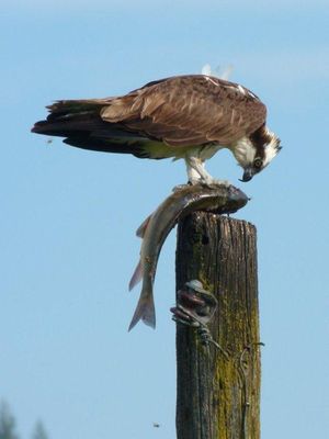 An osprey feeds on a large sucker near the Pend Oreille River. (Mark Powers)