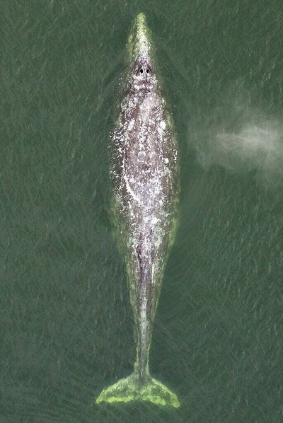 An aerial image in May 2020 shows Earhart the gray whale in northern Puget Sound.  (Seattle Times)
