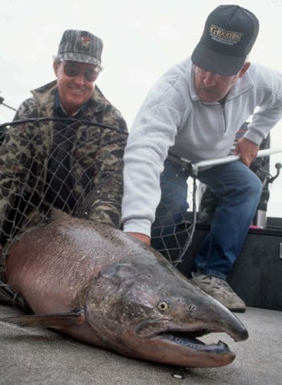 
This 50-pound fall chinook salmon was caught in September using downriggers and plug-cut herring on the Hanford Reach of the Columbia River.
 (Rich Landers / The Spokesman-Review)