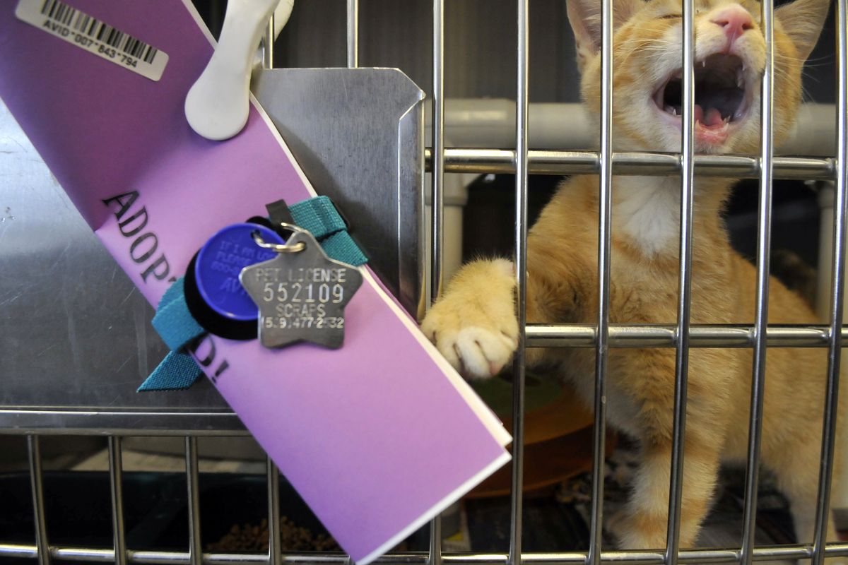 A kitten cries for attention after a staffer at SCRAPS placed adoption papers and a pet license on its cage Tuesday. (Jesse Tinsley)