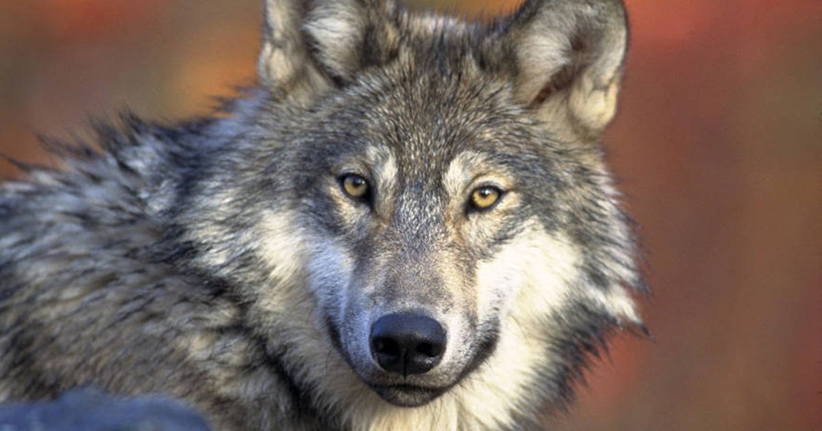 Washington declines to kill wolves in pack near Canadian border | The ...