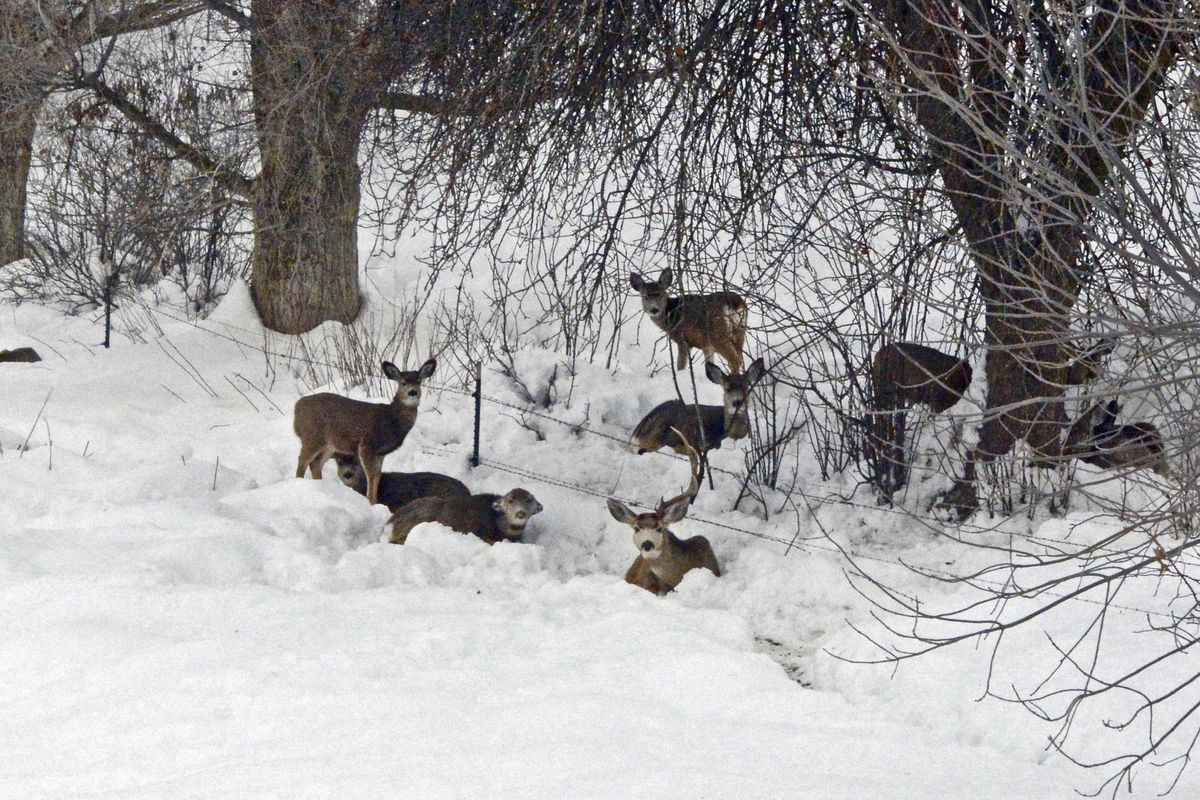 During an unusually tough winter, Idaho spent about $650,000 in 2017 to feed elk, deer and antelope at 110 sites around the southern half of the state. (AP)