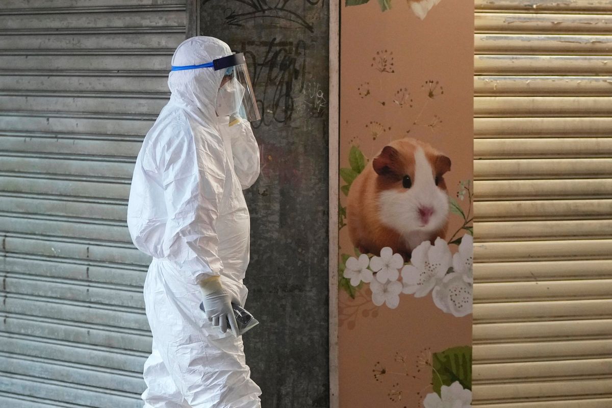 CORRECTS TO SAY 2,000 SMALL ANIMALS, NOT 2,000 HAMSTERS – A staffer from the Agriculture, Fisheries and Conservation Department walks past a pet shop which was closed after some pet hamsters were, authorities said, tested positive for the coronavirus, in Hong Kong, Tuesday, Jan. 18, 2022. Hong Kong authorities said Tuesday that they will kill about 2,000 small animals, including hamsters, after several tested positive for the coronavirus at the pet store where an employee was also infected.  (Kin Cheung)