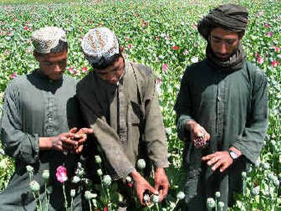 
Afghan farmers gather poppies on Tuesday in their field in Zadi Dusht district of Kandahar. 
 (Associated Press / The Spokesman-Review)