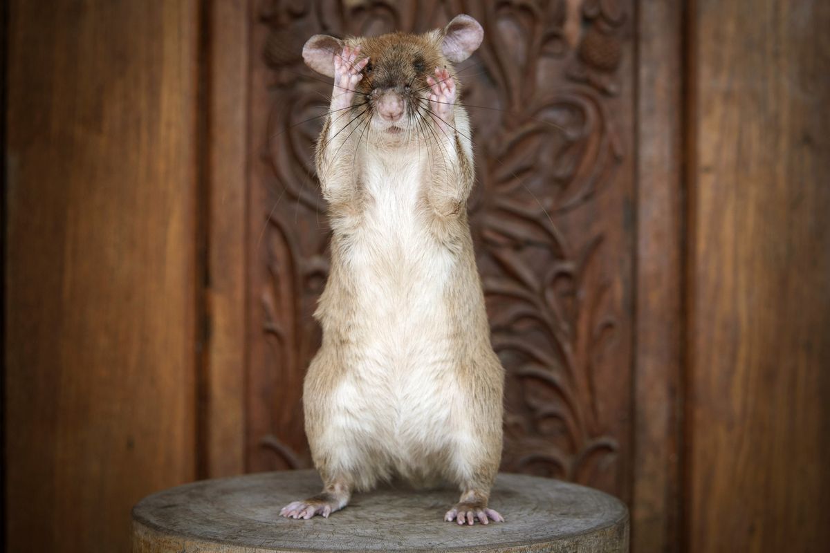 Giant rat wins animal hero award for sniffing out landmines | The  Spokesman-Review