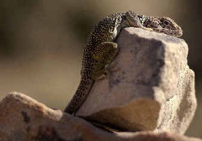 
A lizard molds itself to the surface of a stone in a ruin found within the Ojito Wilderness Area near Albuquerque, N.M. A bill before Congress would dedicate the 11,000-acre area as a protected wilderness. 
 (Associated Press / The Spokesman-Review)