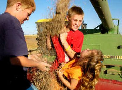 
Jeffrey Nelson, 13, brother Jordan, 11, and sister Julianne, 5, play in a grain truck while their great uncle, Jack Nelson, empties a load of Pardina lentils just harvested from their farm near Troy, Idaho. The kids are the fifth generation of Nelsons to farm on the Palouse since the late 1800s.
 (Photos by Kevin Nibur/ / The Spokesman-Review)