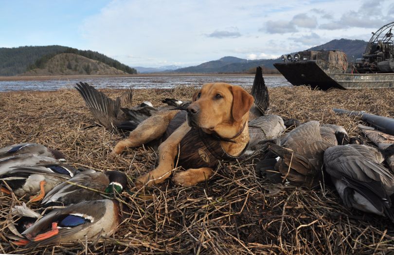 Gunner, a yellow Lab, poses after a hard day's work with the ducks and geese he retrieved during a hunt in the Lower Coeur d'Alene River area. (Rich Landers)