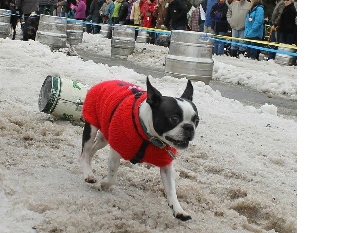 Crowd-pleasing Sandpoint K-9 Keg Pull benefits Panhandle Animal Shelter