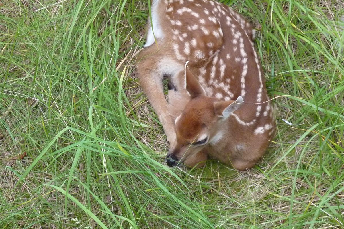 A tiny baby deer as first seen in Stefanie Pettit’s backyard early this summer. (Stefanie Pettit / The Spokesman-Review)