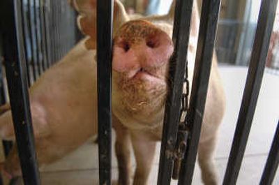 
Pigs wait in a holding pen while being checked into the swine barn Thursday at the Spokane County Interstate Fair.
 (The Spokesman-Review)