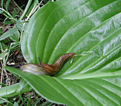 Your garden might play host to slugs without even knowing it. Holes chomped into leaves and fruits are tell-tale signs of slug feeding. You could make the environment less hospitable to slugs by cleaning up debris and mulch, and by promoting drier conditions.
(Associated Press / The Spokesman-Review)