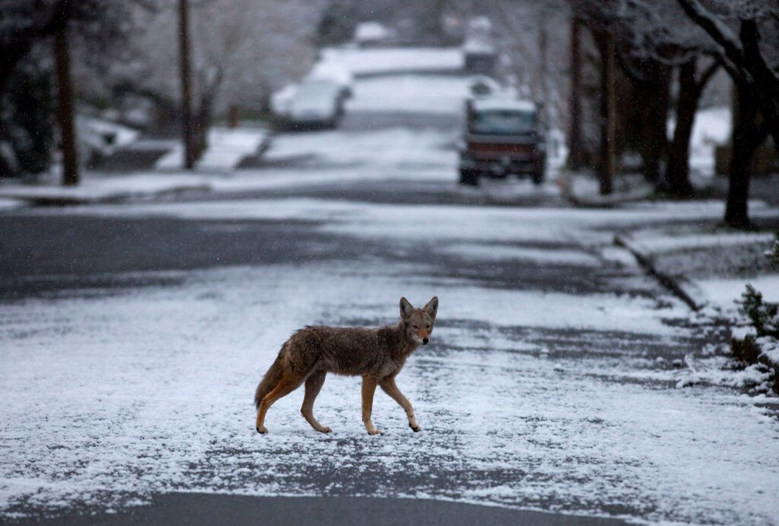 Coyotes are regularly spotted around Washington state. Here are several