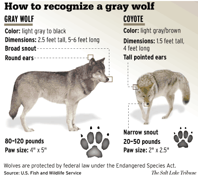 Chart shows field-identifying physical differences to help a viewer distinguish a coyote from a wolf.