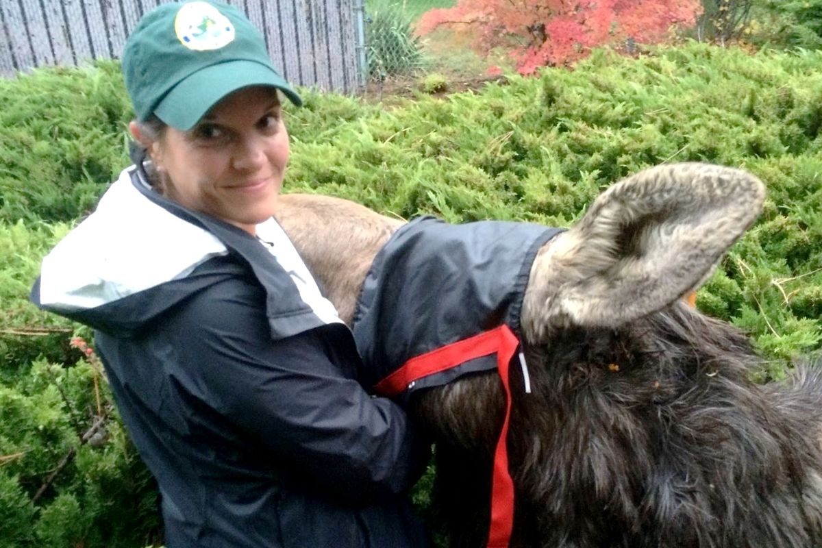 Carrie Lowe, Washington Department of Fish and Wildlife, handles a moose that