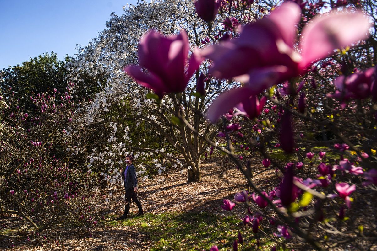 Pedestrians walk among the blooms in the Holly & Magnolia Collections at the National Arboretum in Washington, D.C., in March. Magnolias grow about 1 foot a year and can sometimes get as tall as 100 feet.  (Amanda Voisard/For the Washington Post)