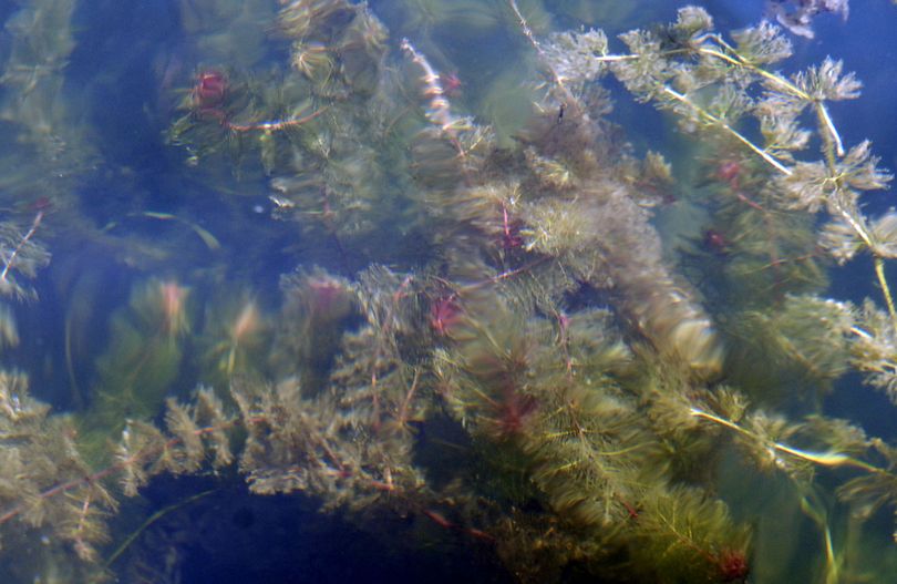 This 2007 photo shows Eurasian milfoil found on the North end of Hayden Lake. (File / The Spokesman-Review)
