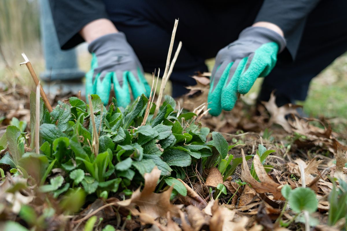 Janet Crouch works in her pollinator garden last spring, creating a spot full of natural plants and flowers that attract pollinators.  (Jennifer Heffner/For the Washington Post)